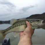 Largemouth Bass Fishing in Placerville