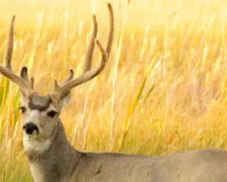 Mule Deer Hunting